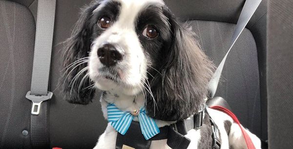 Comet the black and white cavoodle therapy dog