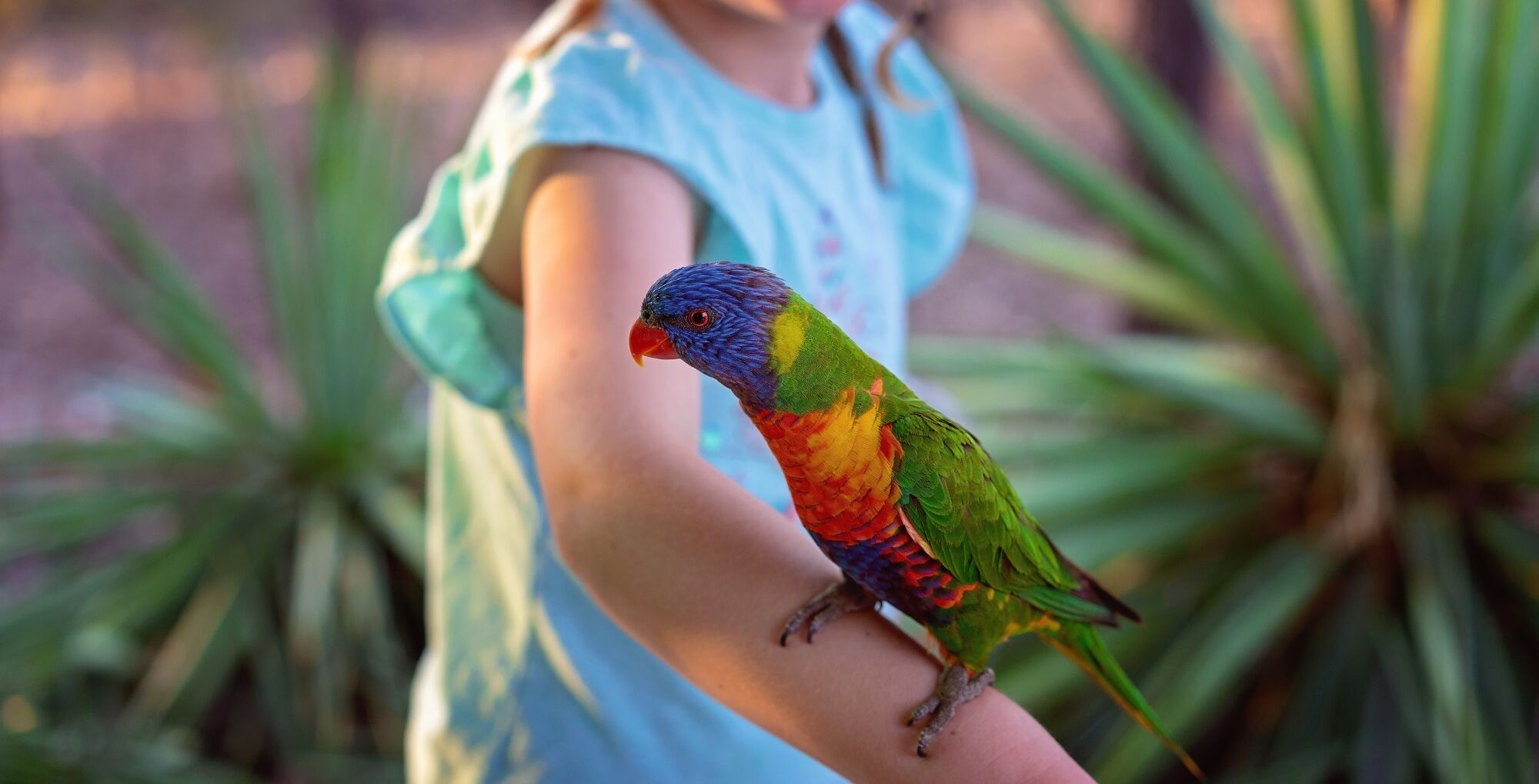 a rainbow lorikeet on child's arm