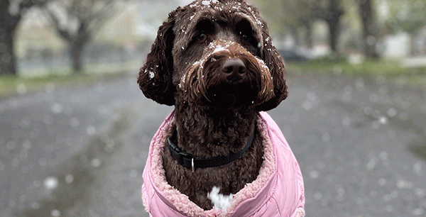 a brown labradoodle dog outside